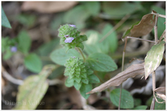 Nelsonia canescens